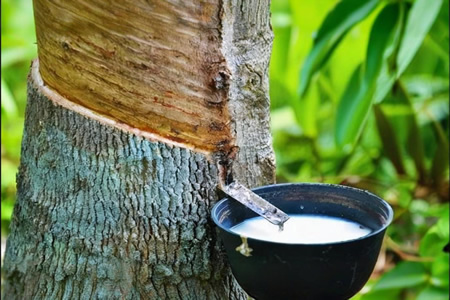 天然橡胶价格暴跌20% 后期行情存在复苏潜力