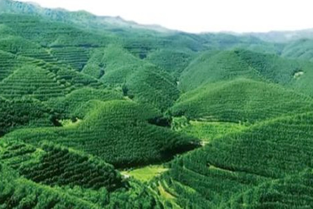 袁仲雪拜访中国驻柬埔寨大使研讨天然橡胶生产基地建设规划
