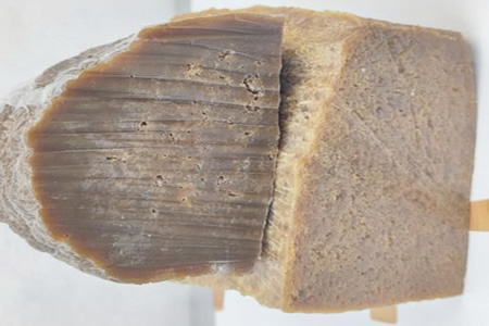 全球天然橡胶4月产量消费量双降