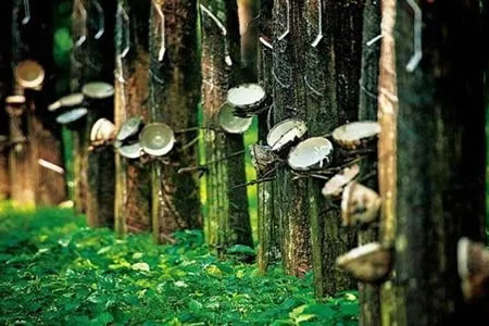 泰国橡胶预期收入增长,未来一个月降雨决定种植业收入范围